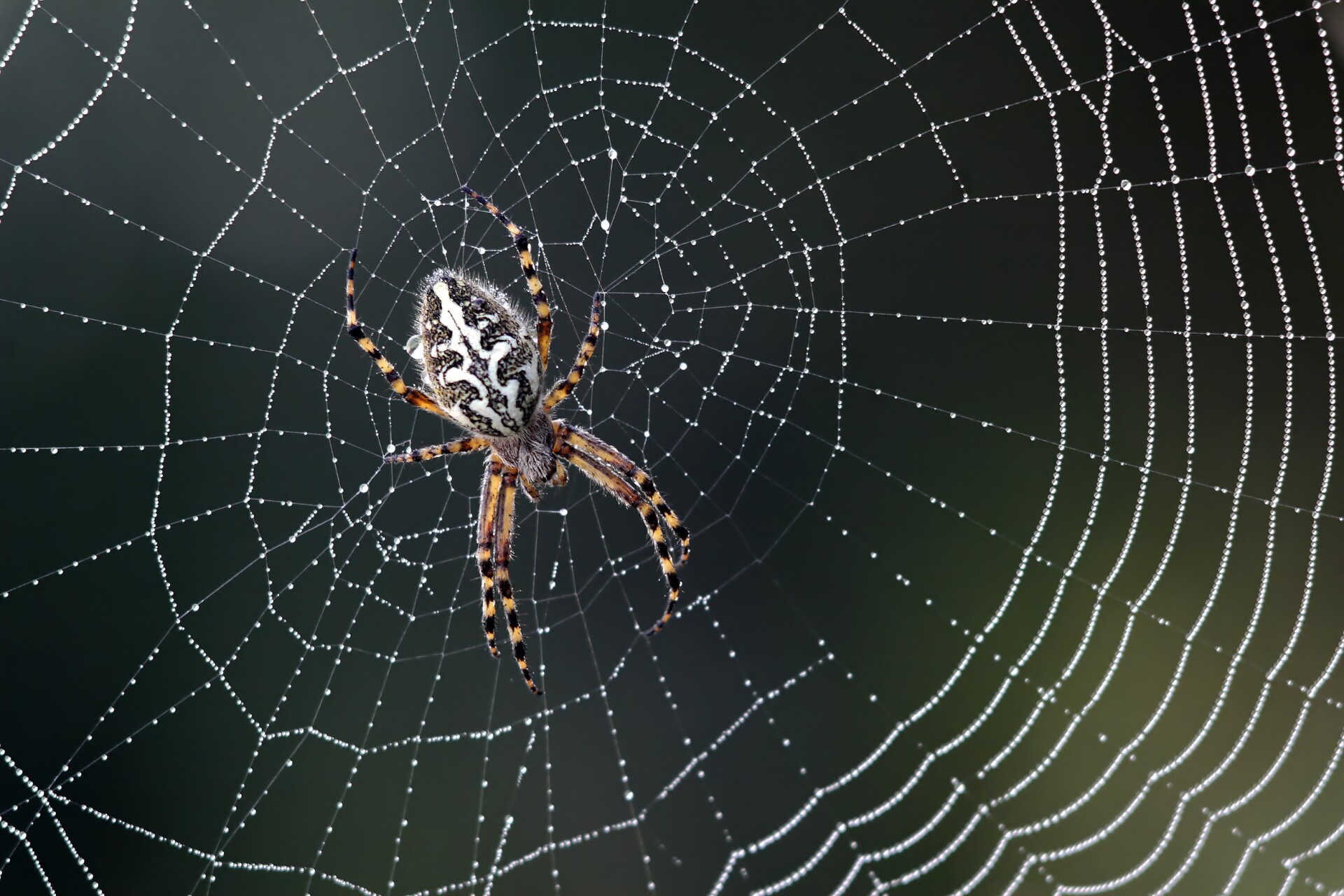 Researcher spins spider silk into violin strings