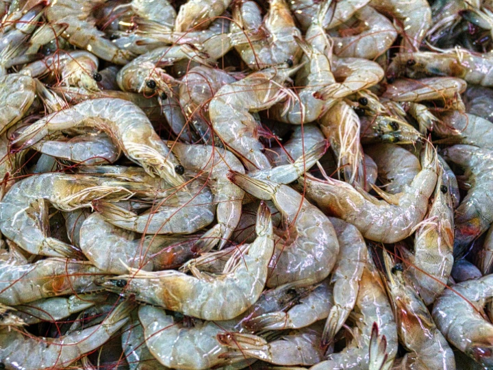 Shrimp shells are one source of chitin