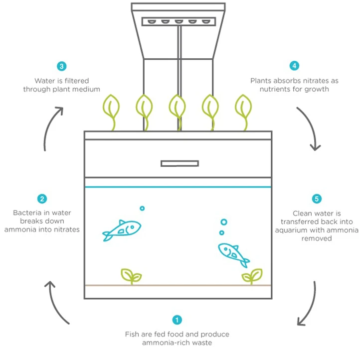 Diagram showing how the aquaponics system in the EcoQube C+ aquarium works