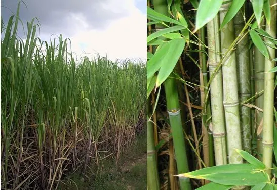 TreeFrog copier paper is made entirely from sugar cane waste and salvaged bamboo (Photos: Friviere, annieo76)