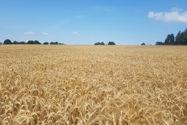 One of the winter wheat crops grown for the study