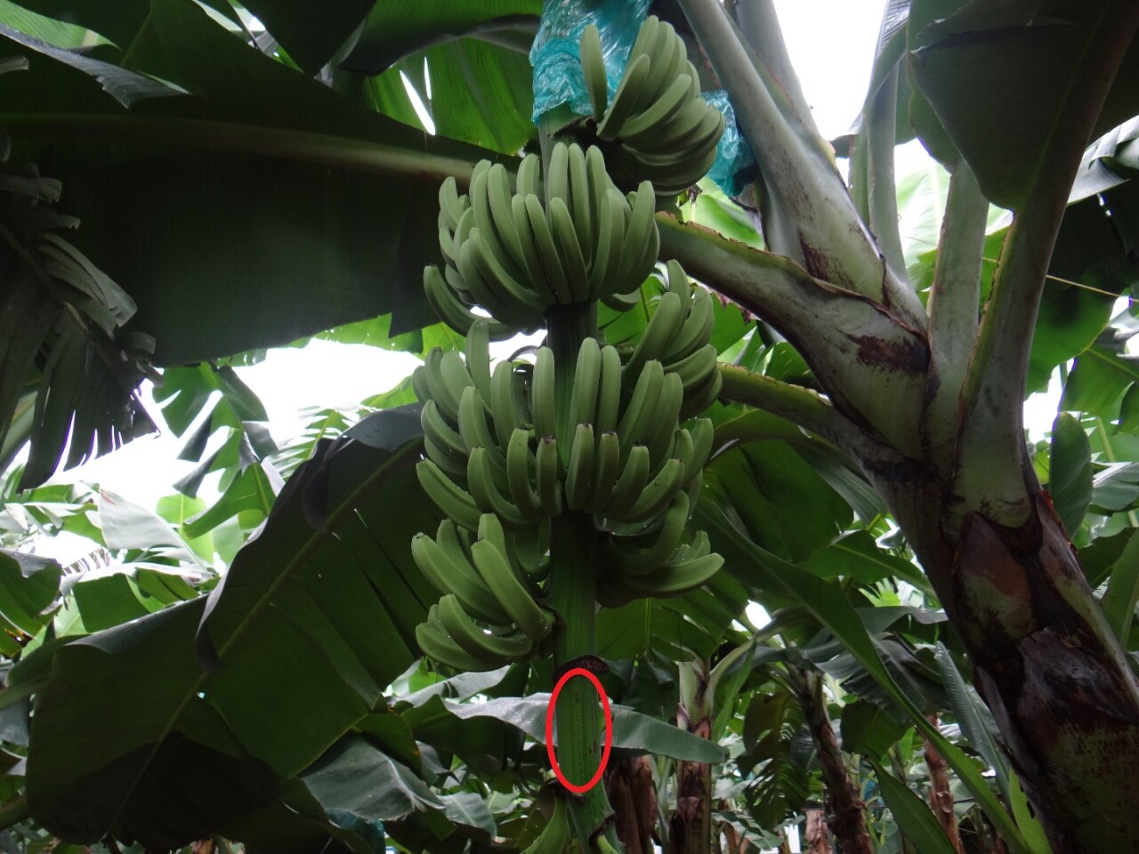 A banana rachis is circled in this photo