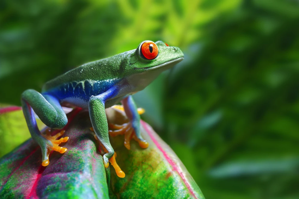 Map of Life is a new Google Maps-based website, which indicates the distribution of almost every species of vertebrate animal in the world (Photo: Shutterstock)