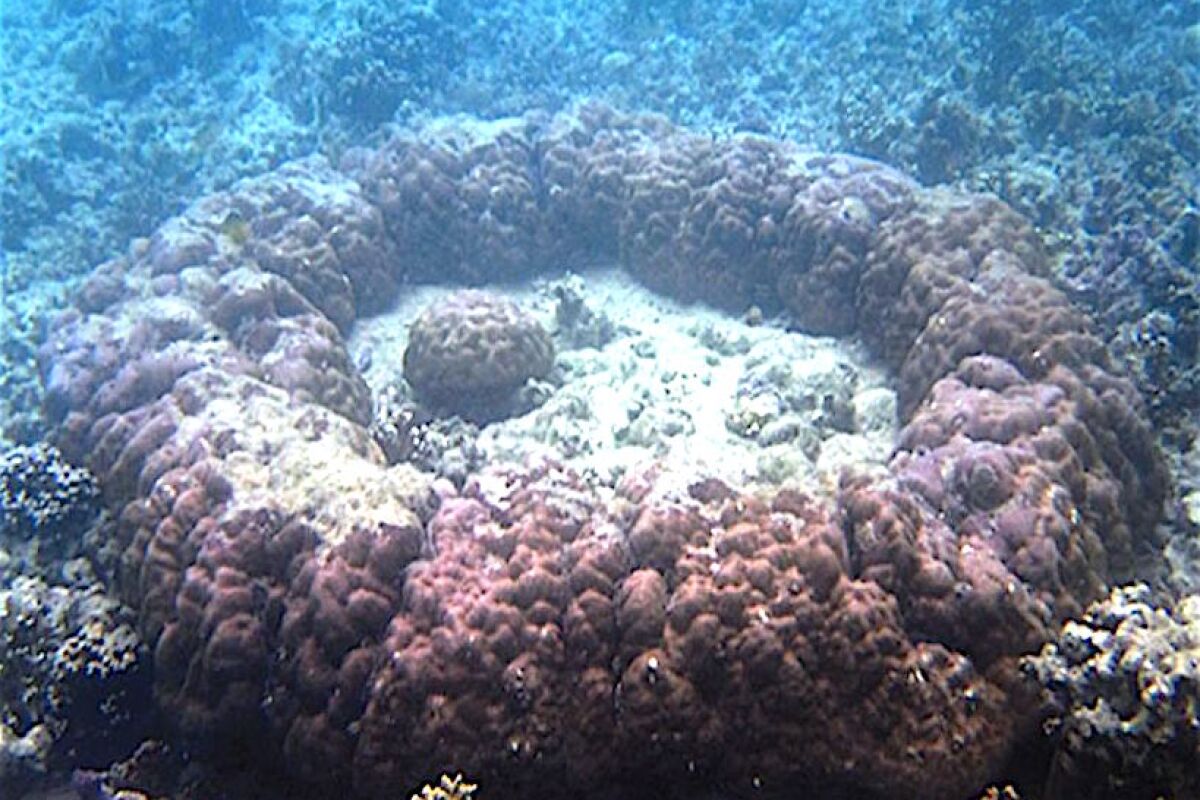 Ancient coral