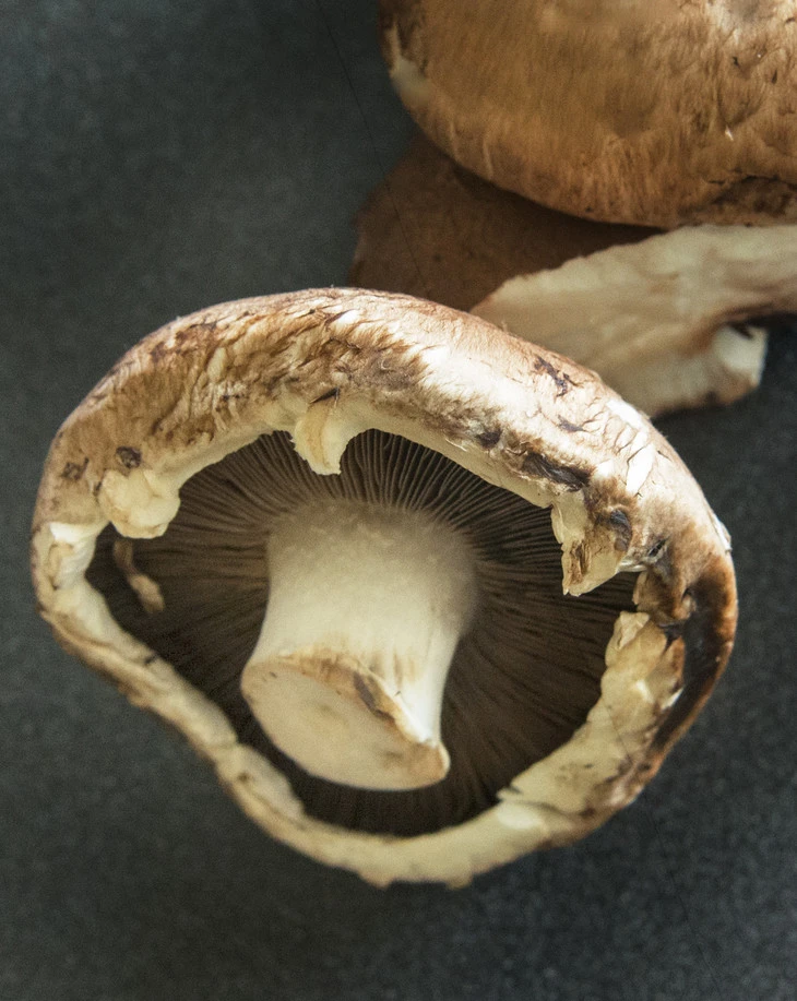 Mushrooms may be a great source of anti-agin compounds