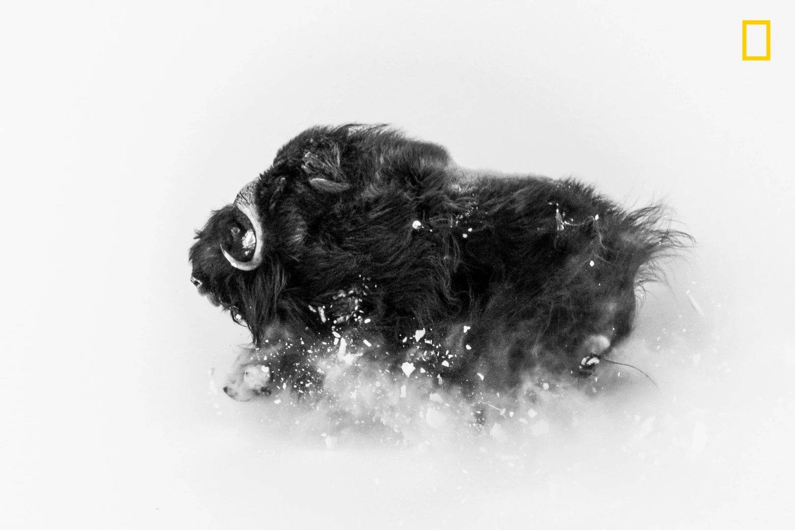 2nd Place - Wildlife. A few miles from Qaanaaq (Thule), Greenland, I was on a hike in search of musk oxen when I came upon a group of them. This ox was running on a hillside in deep snow, which exploded underneath it—an amazing sight. The photo came together in a few seconds. I was lucky enough to be at the right spot to observe them frolicking, and then I had the incredible experience of watching them closely for about an hour. I love photographing musk oxen against the wintry landscape: They’re extremely tough Arctic survivors. This photo shows their beauty and their power—and the snow they deal with for about eight months of the year
