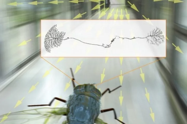 Scientists are using a fly 'flight simulator' to understand how a blowfly can process visual information so quickly(Image: MPI Neurobiology)