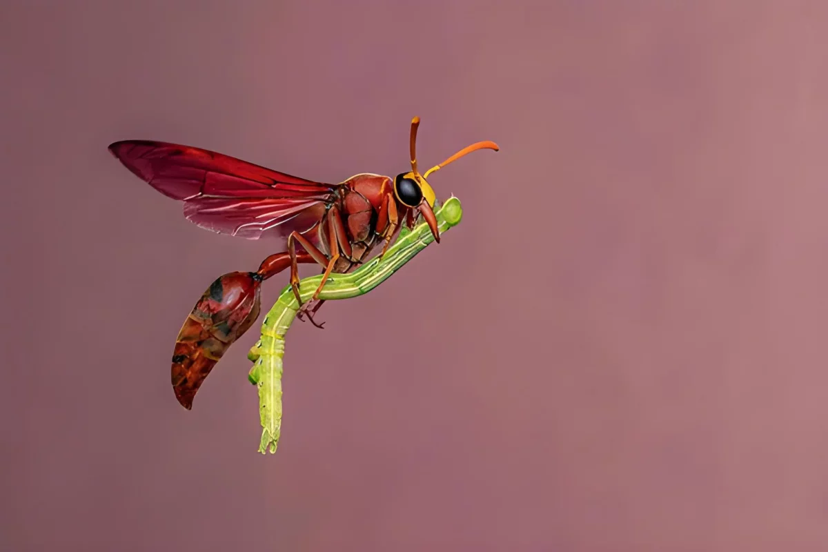 This potter wasp was captured mid-air carrying home a caterpillar it has paralyzed. It will use it to feed its developing larvae.