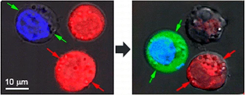 After the laser pulse, red-stained cells show evidence of massive damage from exploding nanobubbles, while blue-stained cells remained intact, but with green fluorescent dye pulled in from the outside. (Credit: Plasmonic Nanobubble Lab/Rice University)