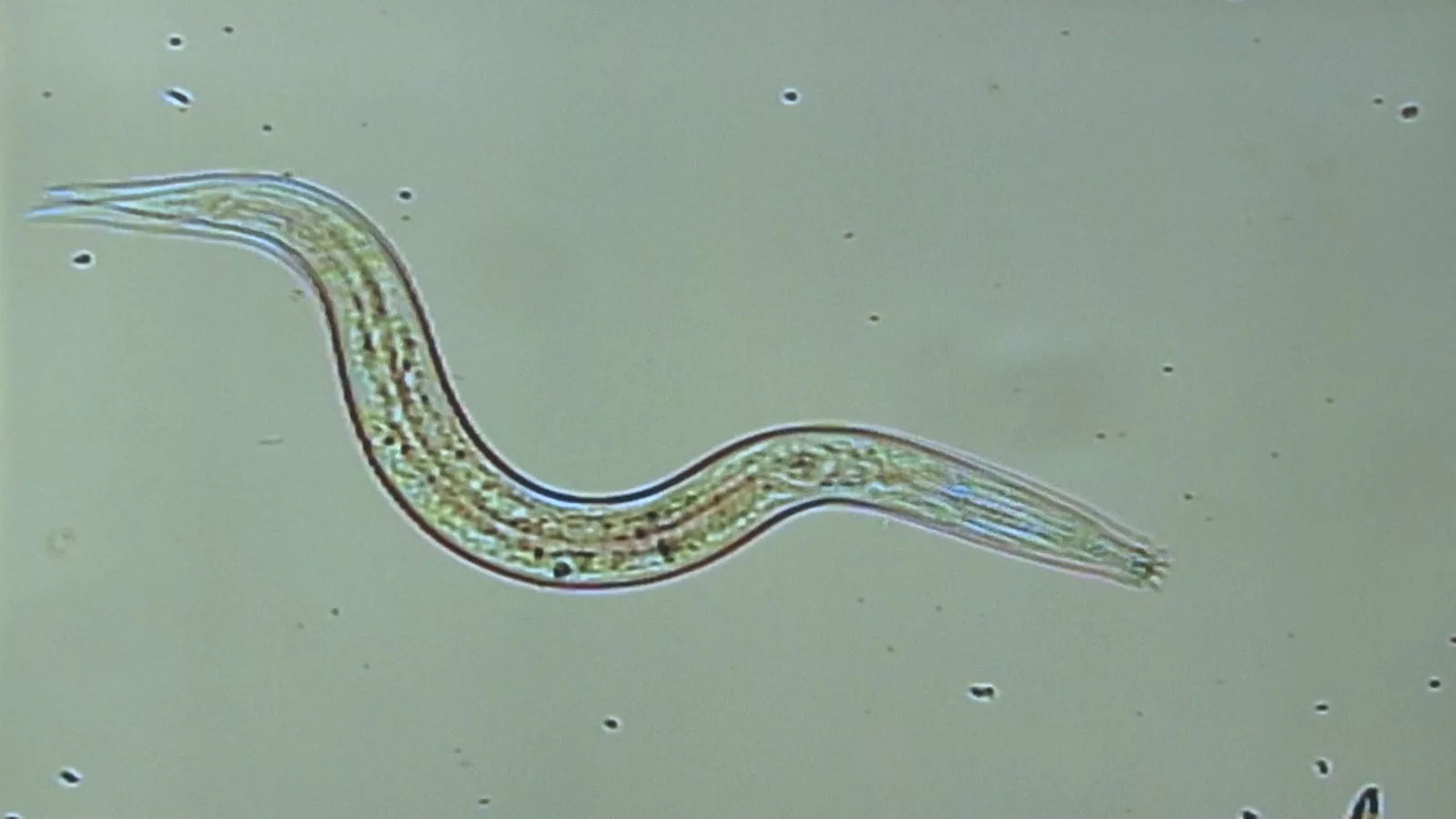Scientists have managed to revive worms (similar to the one pictured) that were frozen in the Siberian permafrost for up to 42,000 years