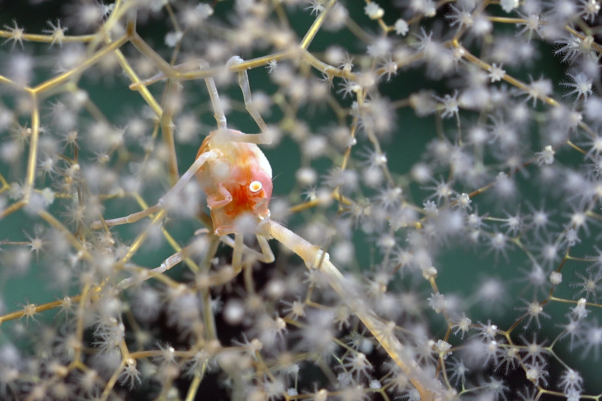 A Chrysogorgia coral and squat lobster seen on the northern flank of Motu Motiro Hiva, an uninhabited island along the Salas y Gómez Ridge