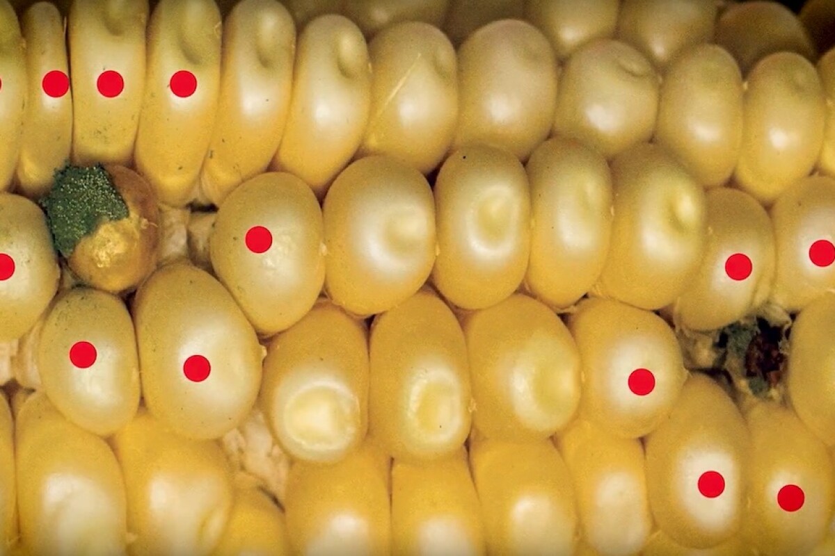 Modified corn fights fungus with "Trojan horse" RNA