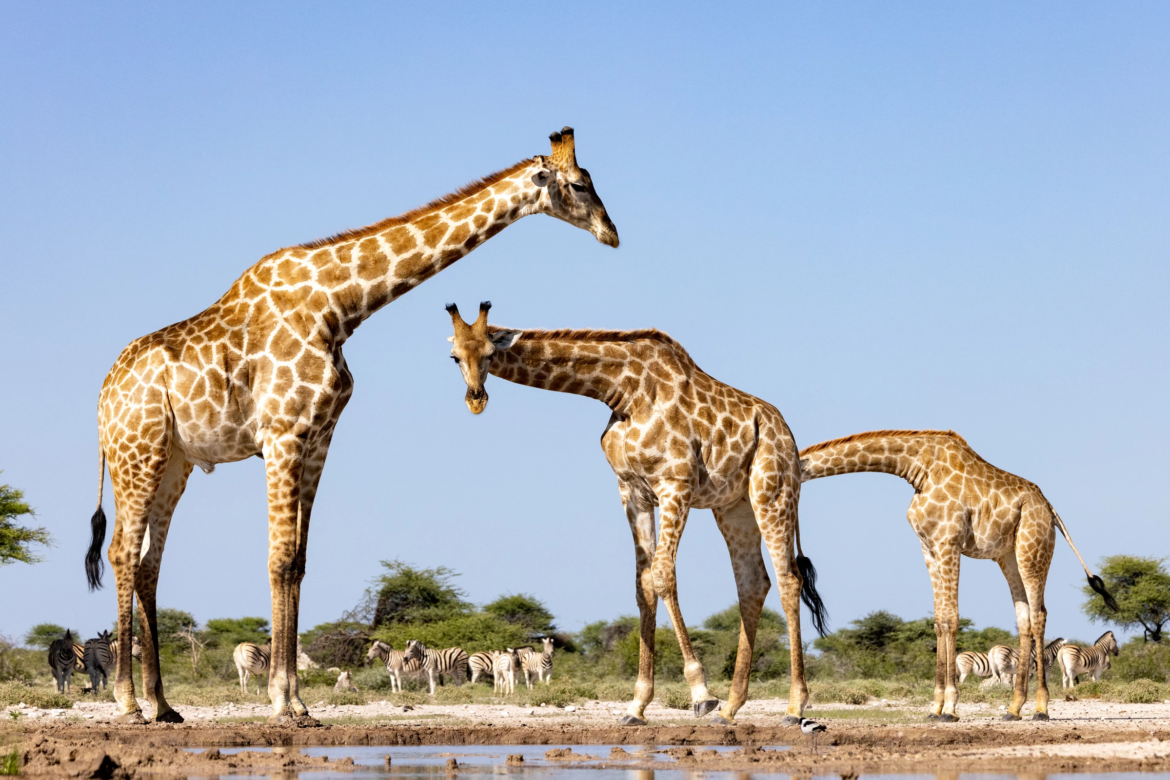 "Oh my, talk about poking your nose into someone else's business!" : Angolan Giraffe, Onguma Game Reserve, Namibia, Africa
