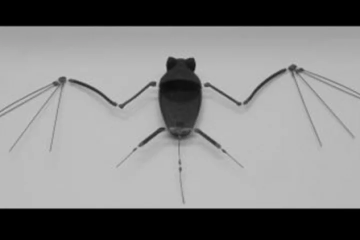 The ‘robo-bat’ skeleton (Photo: Gheorghe Bunget, North Carolina State University)