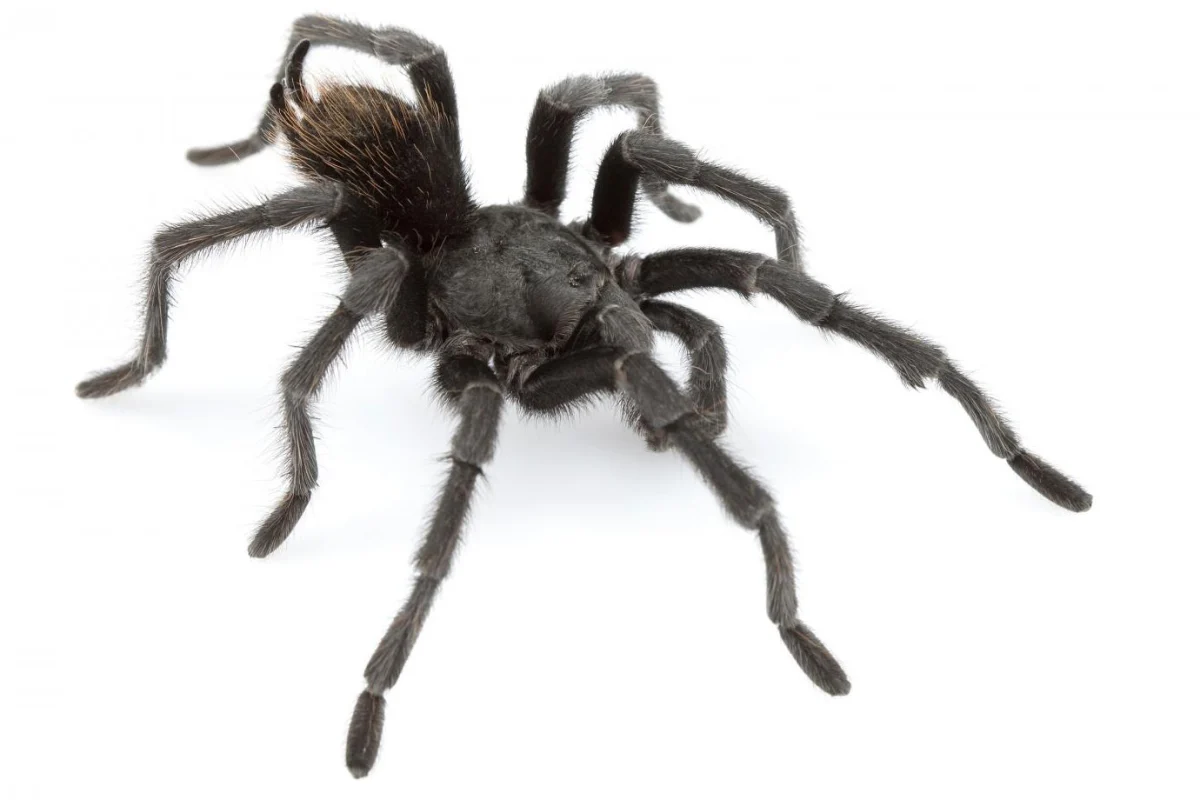 An adult male A. johnnycashi found near Folsom State Prison in California and named for country music legend Johnny Cash