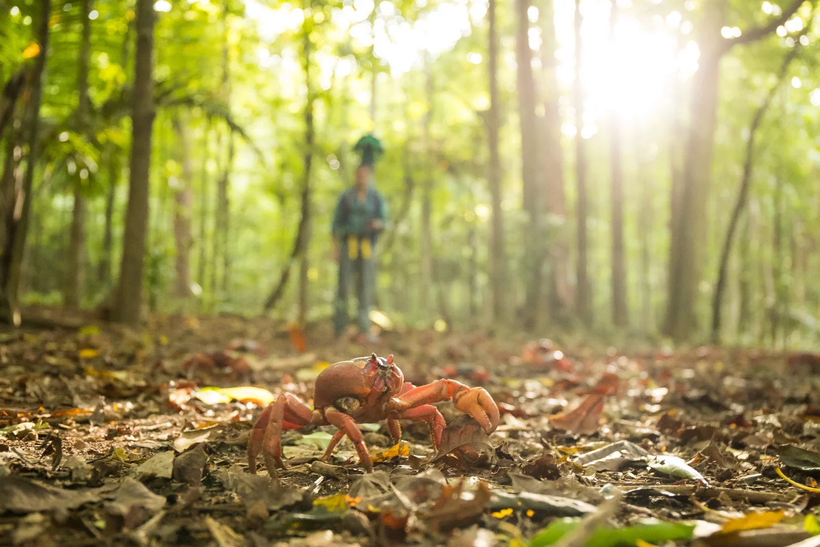More than 45 million red crabs emerge from the forest on Christmas Island and head down to the coast, where they lay their eggs in the sand each year