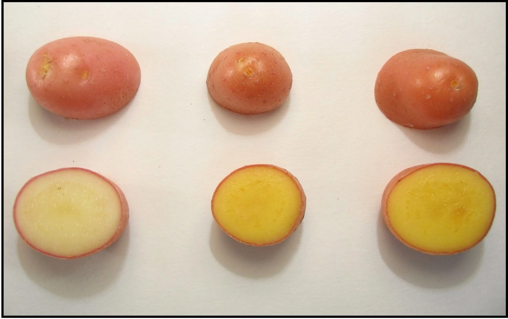 Examples of the golden potato (middle and right), as compared to a regular white potato (left)