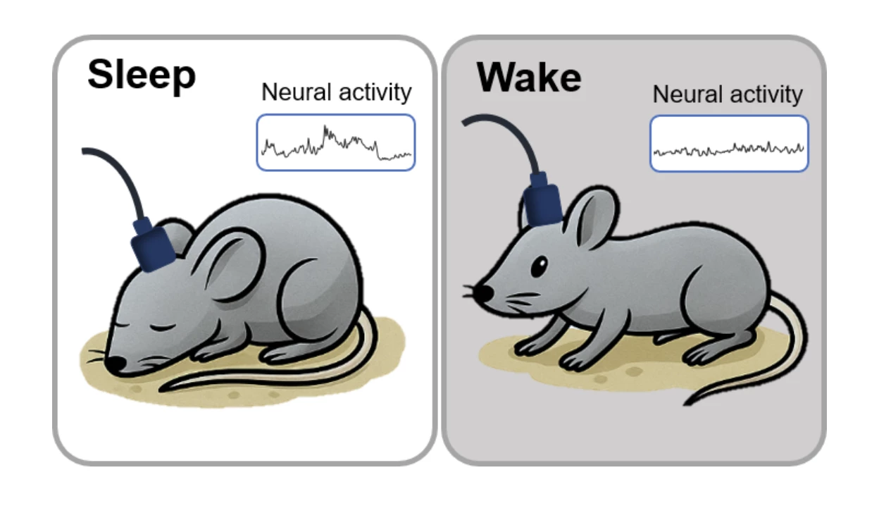 Researchers recorded brain activity in sleeping and awake mice while stimulating neurons in the brain’s hypothalamus