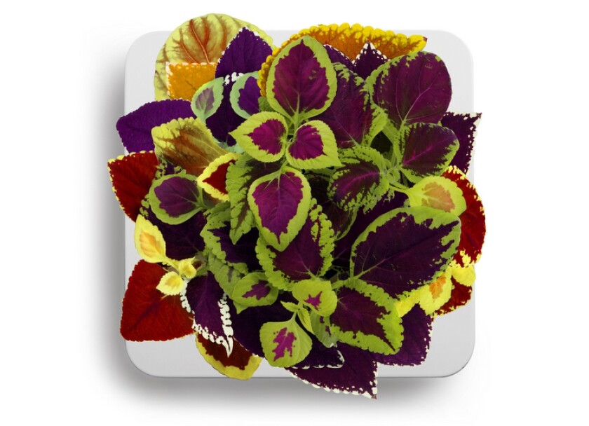 Click and Grow Painted Nettle