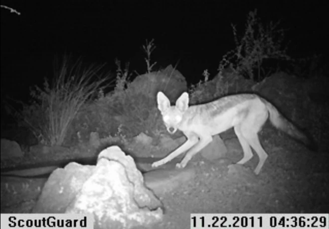 Instant Wild is a conservation app that sends photos of wild animals to users' iPhones, as those animals trigger camera traps in the wild