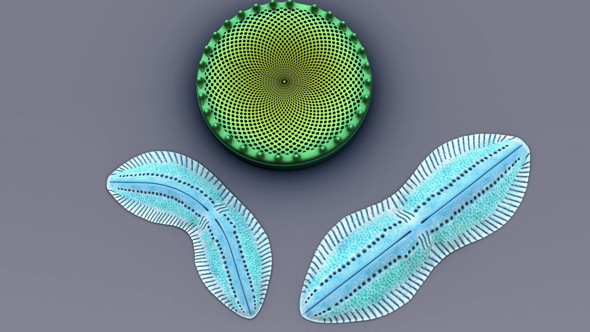 Yale researchers have used light-manipulating algae called diatoms to improve the efficiency of organic solar cells
