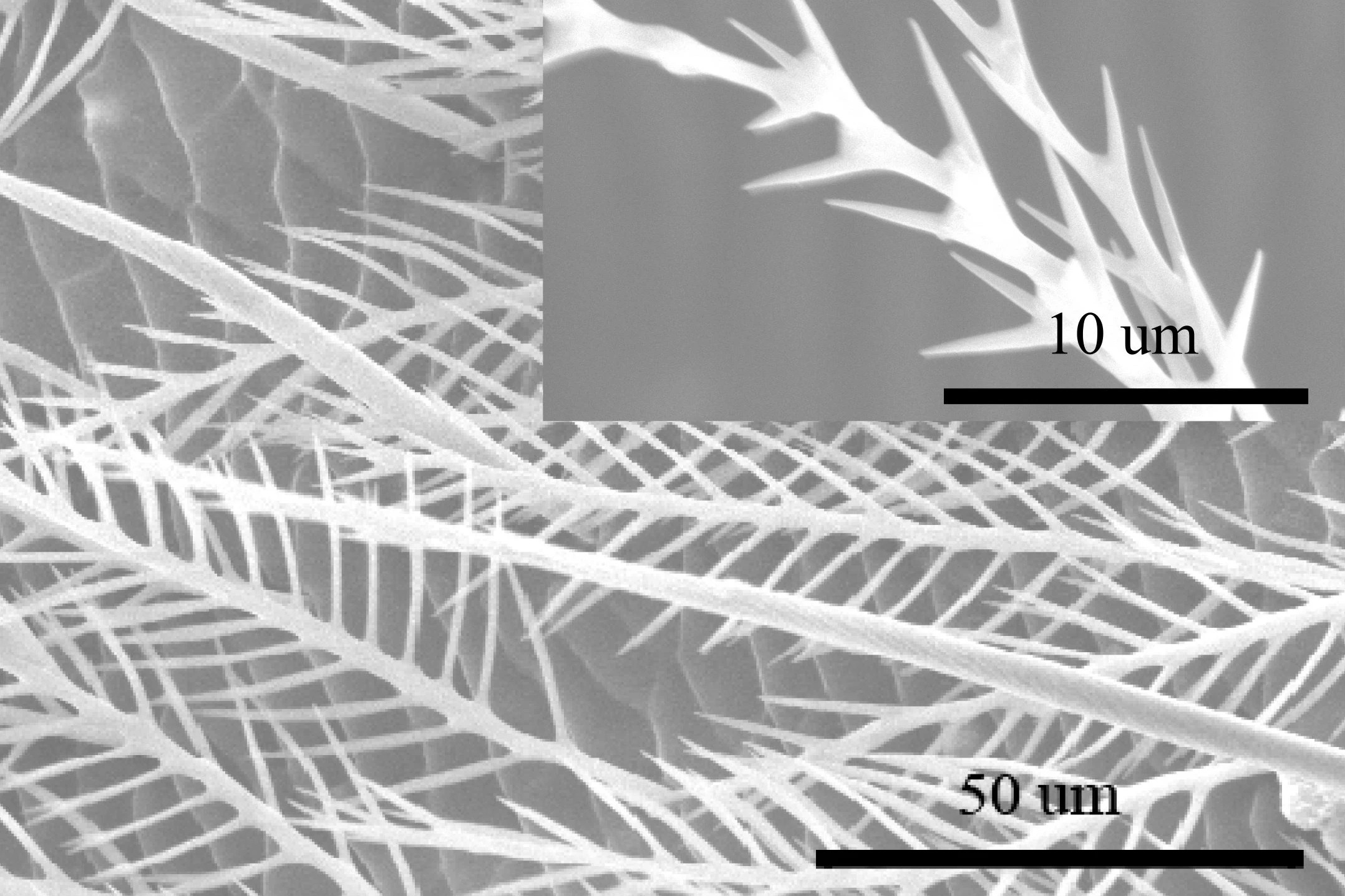 A scanning electron microscope photograph of the bees' forked abdominal hairs