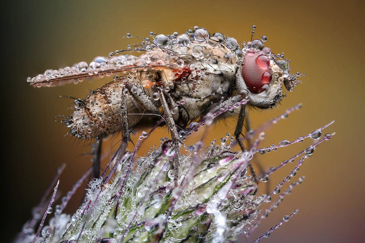 Highly Commended, Shower Fly. Myjava, Trenčín, Slovakia. "At about 5am in the morning in Myjava, I spotted this common housefly (Musca domestica). I wanted to gain maximum sharpness and clarity of every water drop, so I shot three separate images – with the intention to focus stack them."