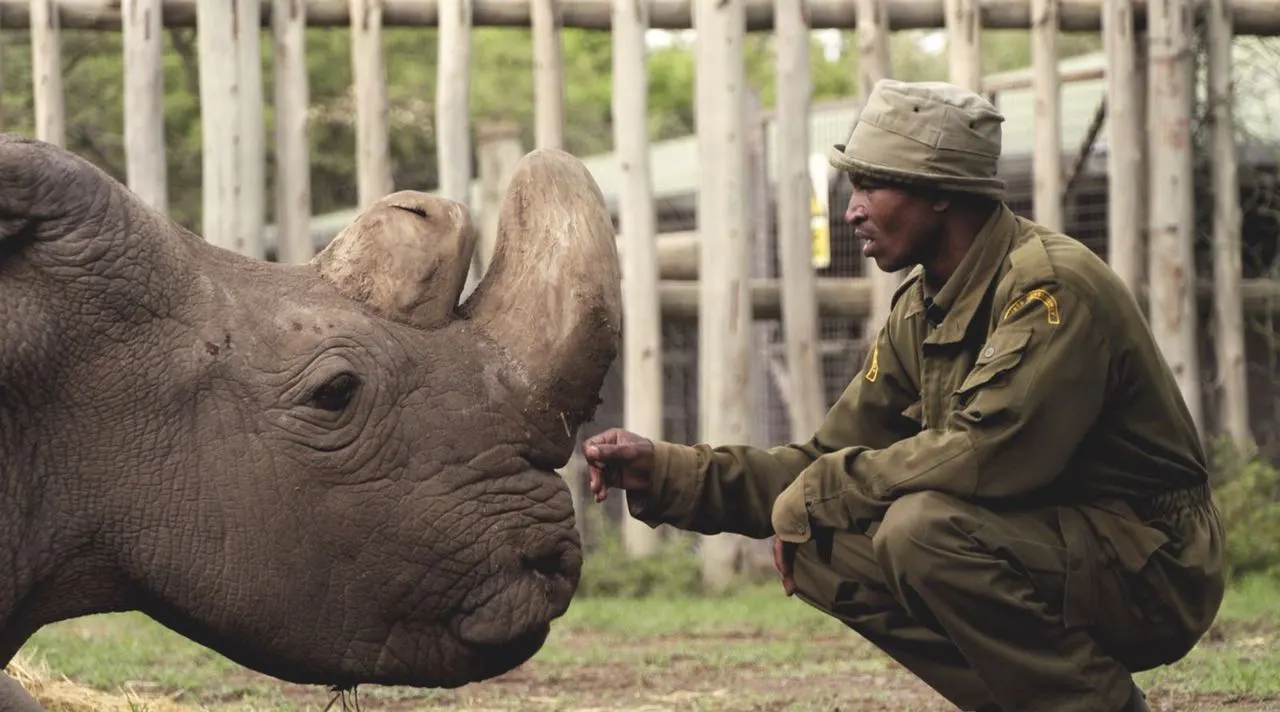 In December last year, Sudan, the last male northern white rhino, developed age-related wounds, infections and degenerative changes to his muscles and bones