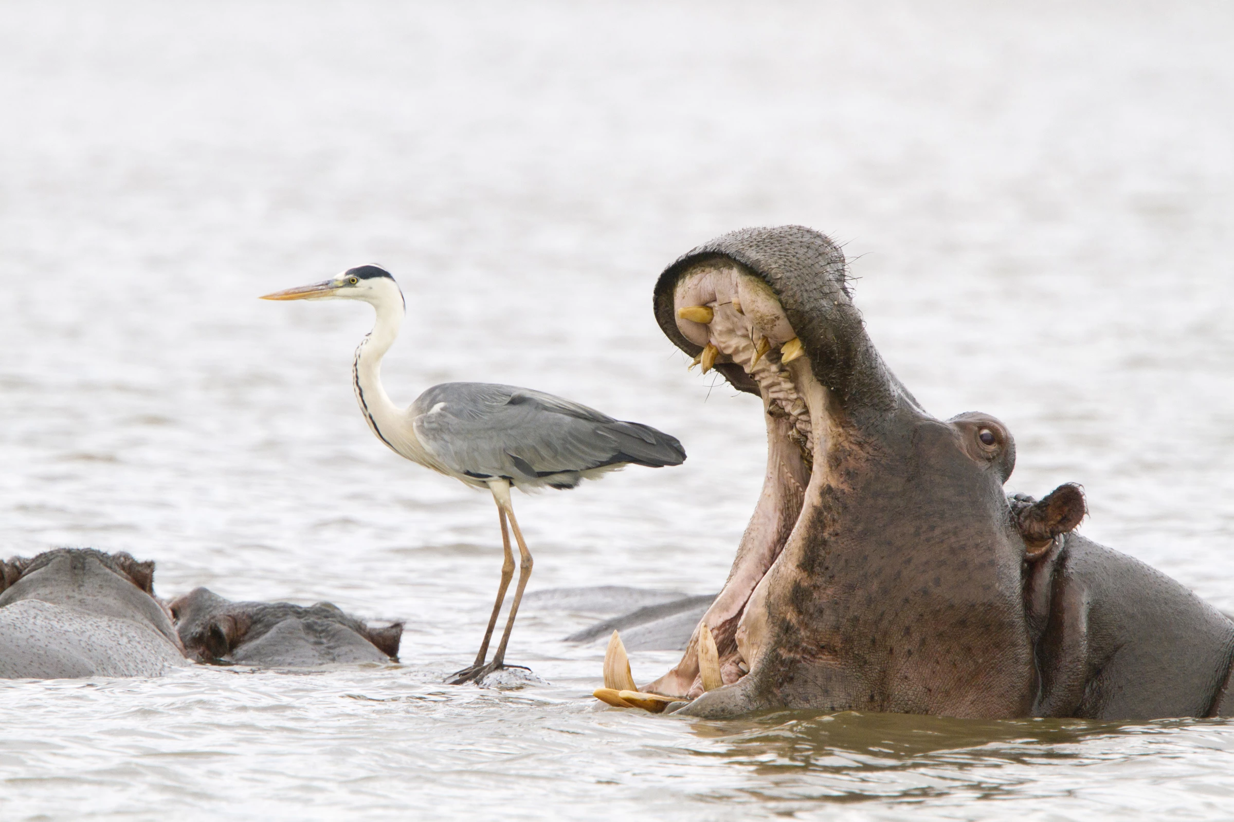 "Misleading african viewpoints 2". Hippo, Kruger National Park, South Africa