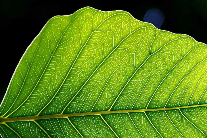 Scientists have taken a leaf from Mother Nature's book in designing a blueprint for an artificial leaf