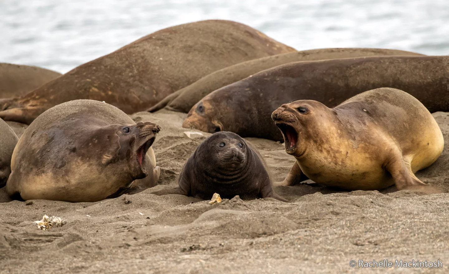 Animal Behaviour: "A Rock and a Hard Place" – (St Andrews Bay, South Georgia Island), by Rachelle Mackintosh