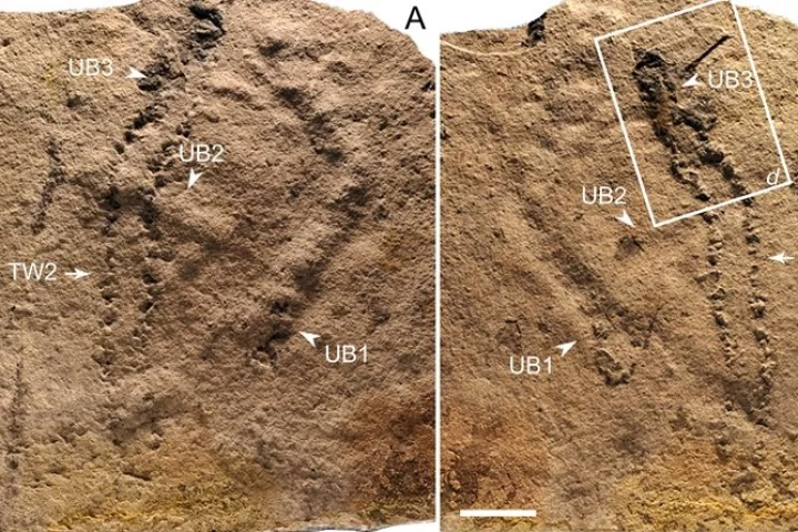 Dating back between 551 and 541 million years, these are the oldest fossil footprints ever found