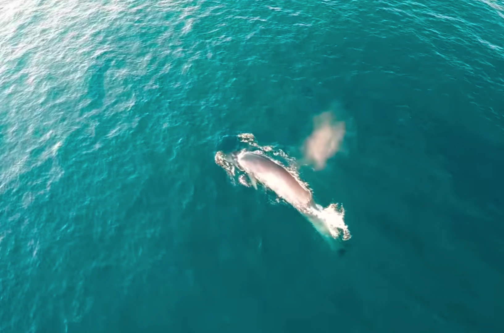 An endangered Bryde's whale as shot from above by drone