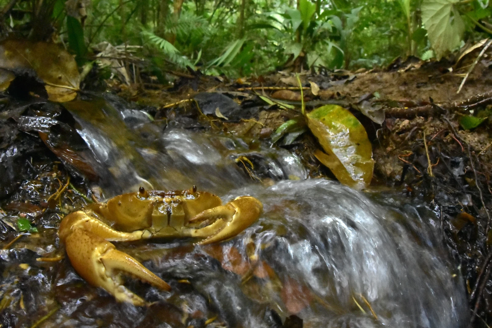 Fresh water crabs found in the rivers of the White City area