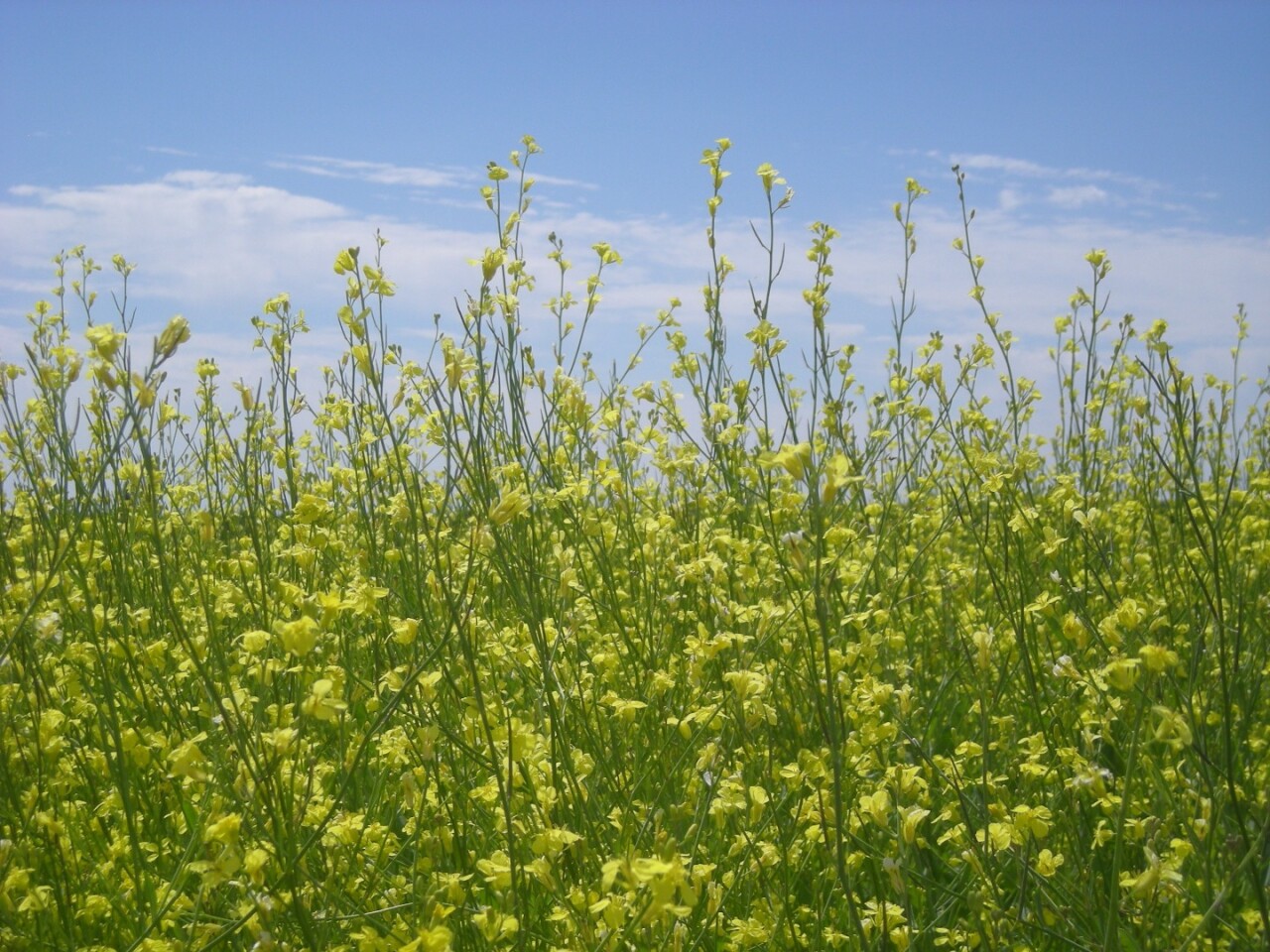One hectare (2.5 acres) of Carinata seed yields 2,000 litres (528 gallons) of oil, which produces 400 litres (106 gallons) of biofuel