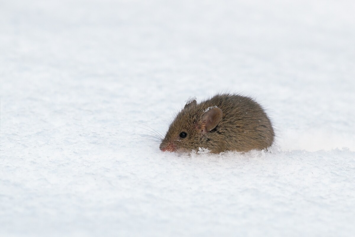 Scientists selectively shut off mice’s ability to sense cold