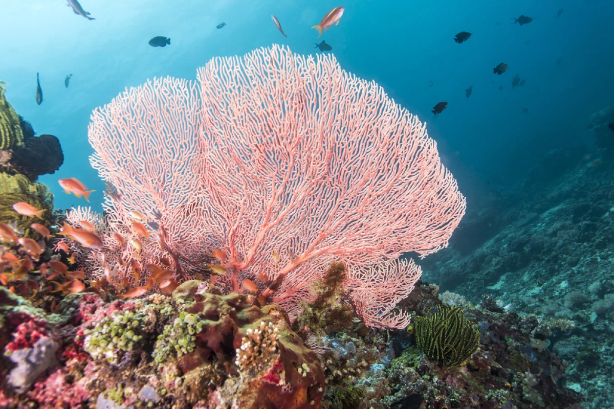 A synthetic material that mimic the structure of coral could help remove toxic heavy metals from the ocean (Credit: Shutterstock)