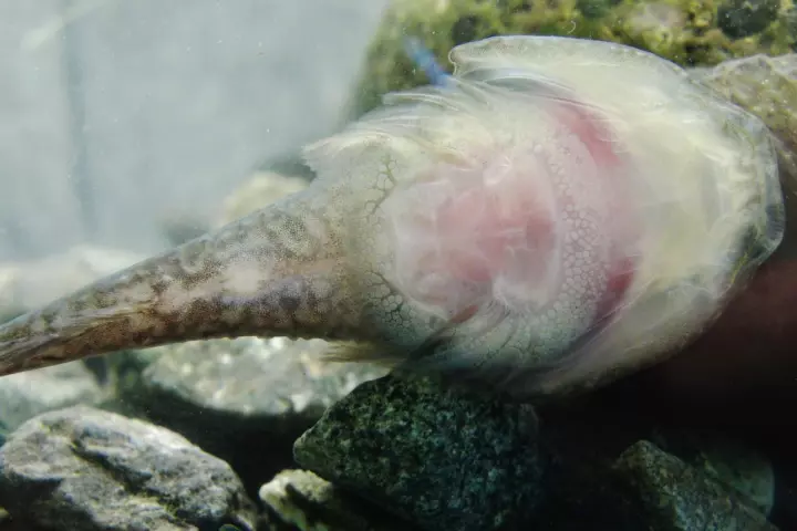 An underside view of the Northern clingfish