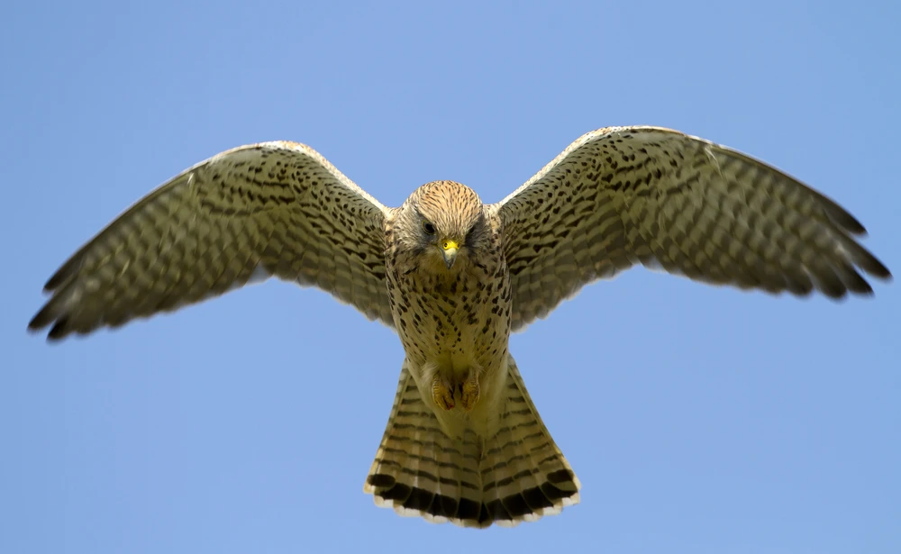 The team has previously explored the kestrel's ability to detect and make use of surrounding wind currents as a means of countering turbulence