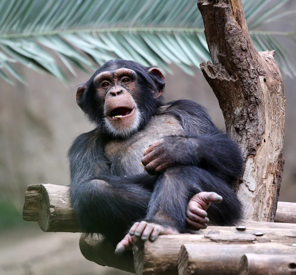 The Handie: Improving on one of the crowning evolutionary achievements of our species?