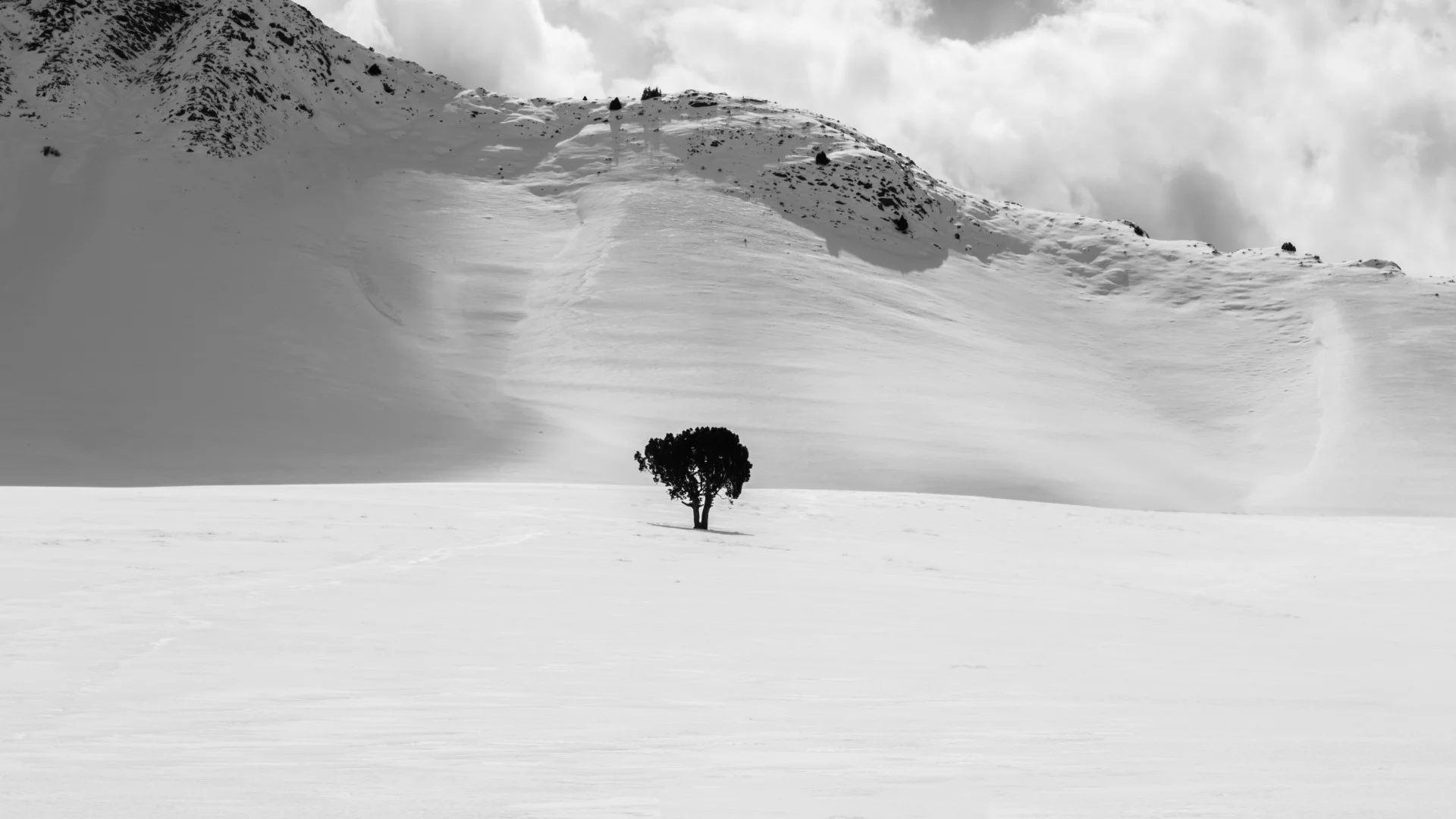 This image is described by the photographer, "Once a month I'm passing from near this tree. I had captured a few picture from this, but after a whole week of snow there is a dazzling scenery to capture this."