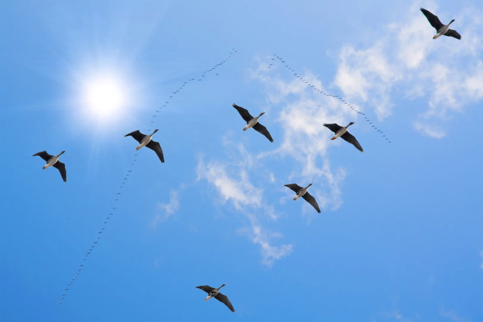 The ICARUS program plans to uses tagged animals to learn more about biodiversity, plus much more