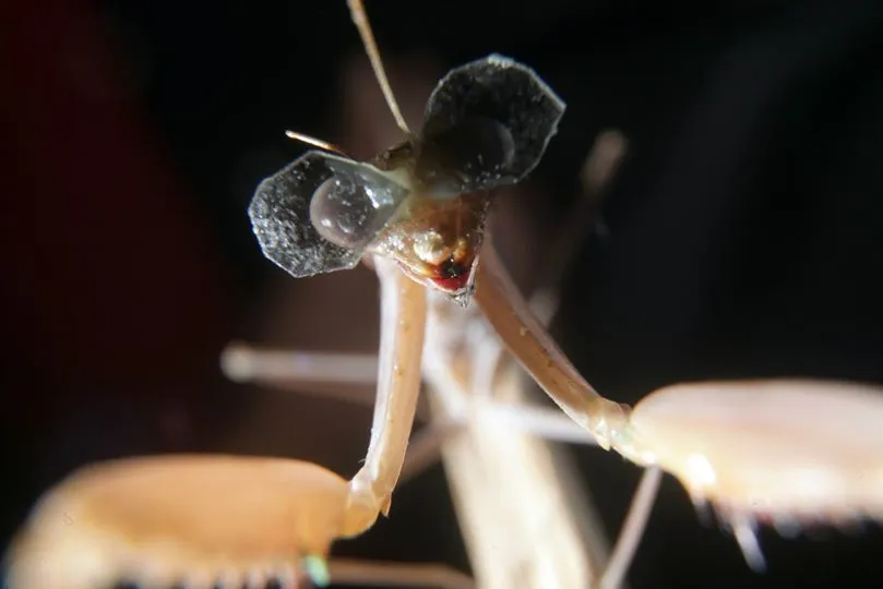 One of the 3D spec-wearing mantises, which probably isn't actually smiling
