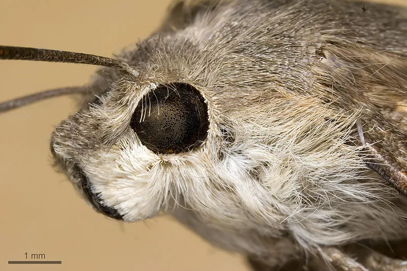 An antireflective film inspired by moth's eyes has been shown to improve the efficiency of solar cells (Photo: Olaf Leillinger)