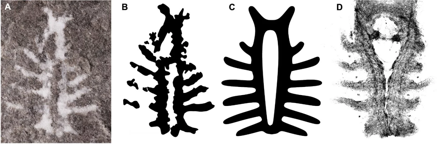 The brain of Euproops danae (A & B) looks very similar to that of its living relatives, the horseshoe crab (C & D)