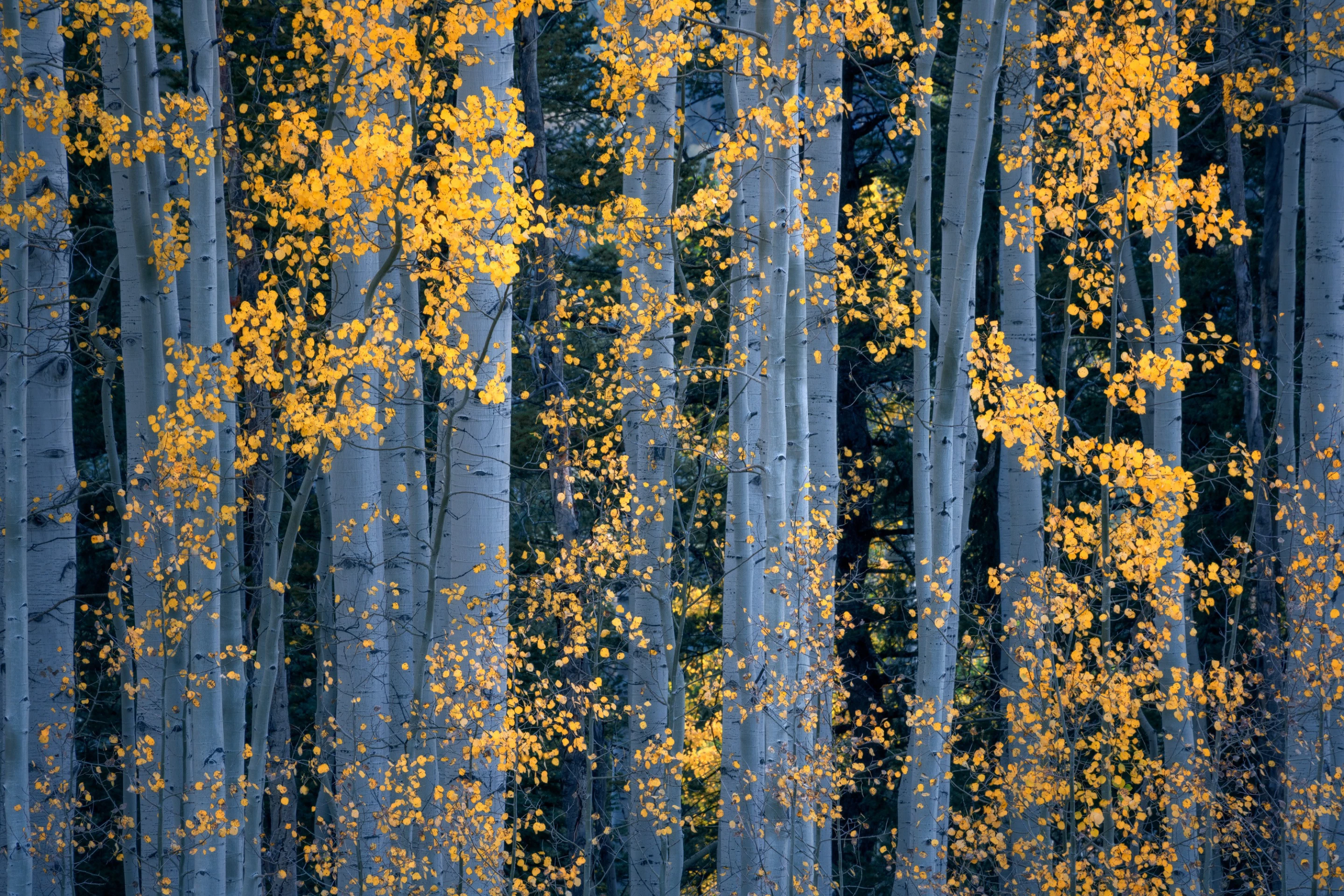 Winner - Photographer of the Year. Portfolio