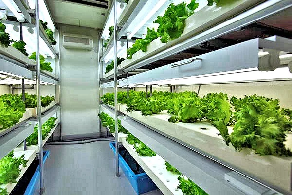 Bountiful harvest fills the trays of a Daiwa Agri-Cube prefab garden factory