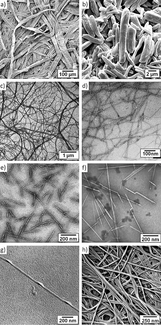 Cellulose fibers and the smaller structures within them - a) fiber from wood pulp; b) microcrystalline cellulose; c) microfibrils of cellulose; d) nanofibrils of cellulose; e) cellulose nanocrystals from wood pulp; f) CNCs from sea squirts (the only animal source of cellulose microfibrils); and g,h) cellulose nanofibrils from other sources