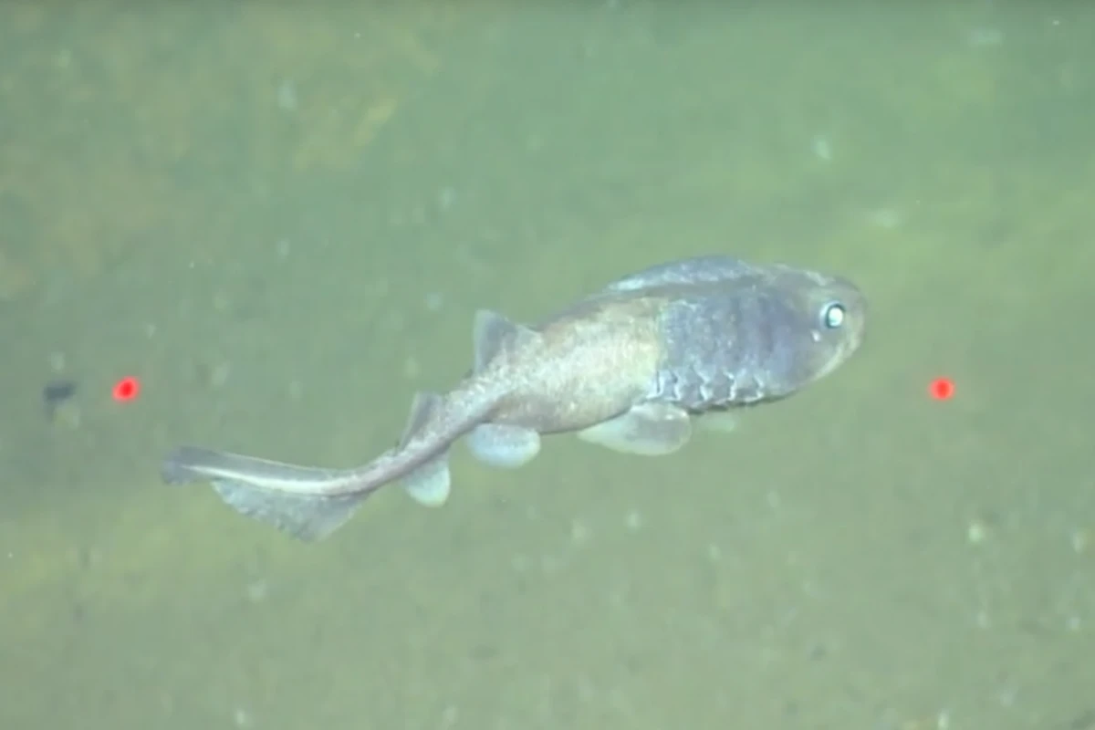A lollipop catshark, which was recently discovered thriving in an environment with far less oxygen than fish were thought to be able to withstand