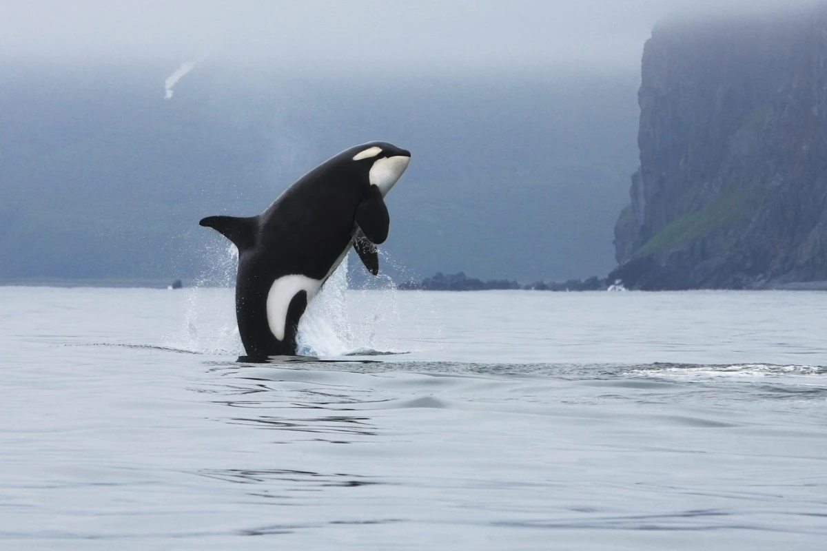 Canadian researchers are taking advantage of aerial drones to track the well being of Killer whales (Photo: Shutterstock)